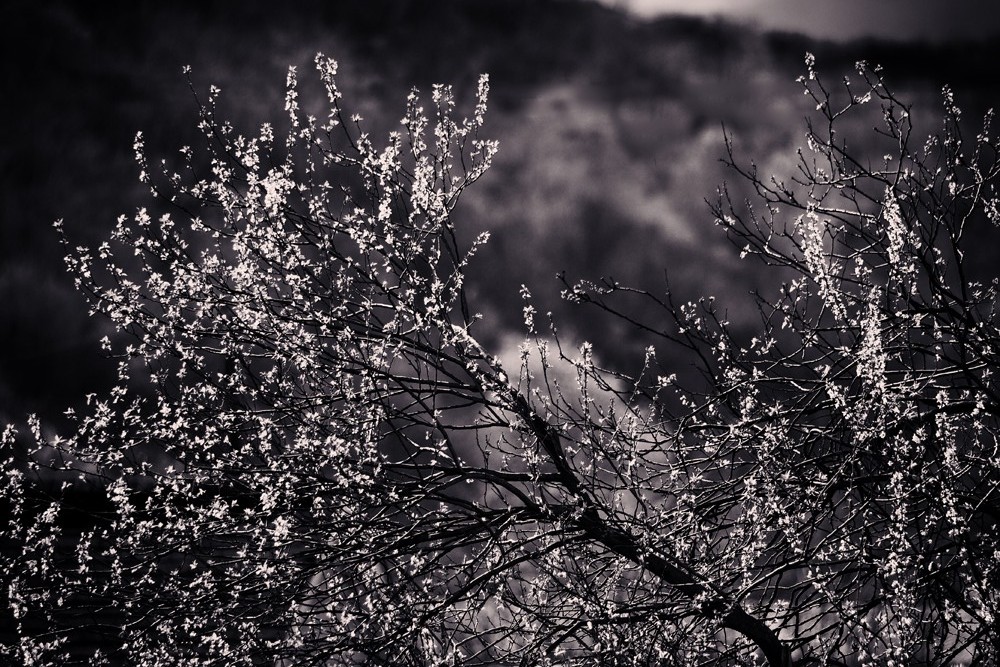 Spring in Black and White