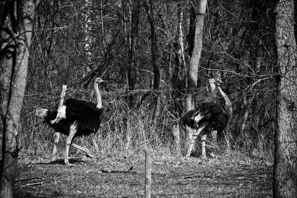 Ostriches