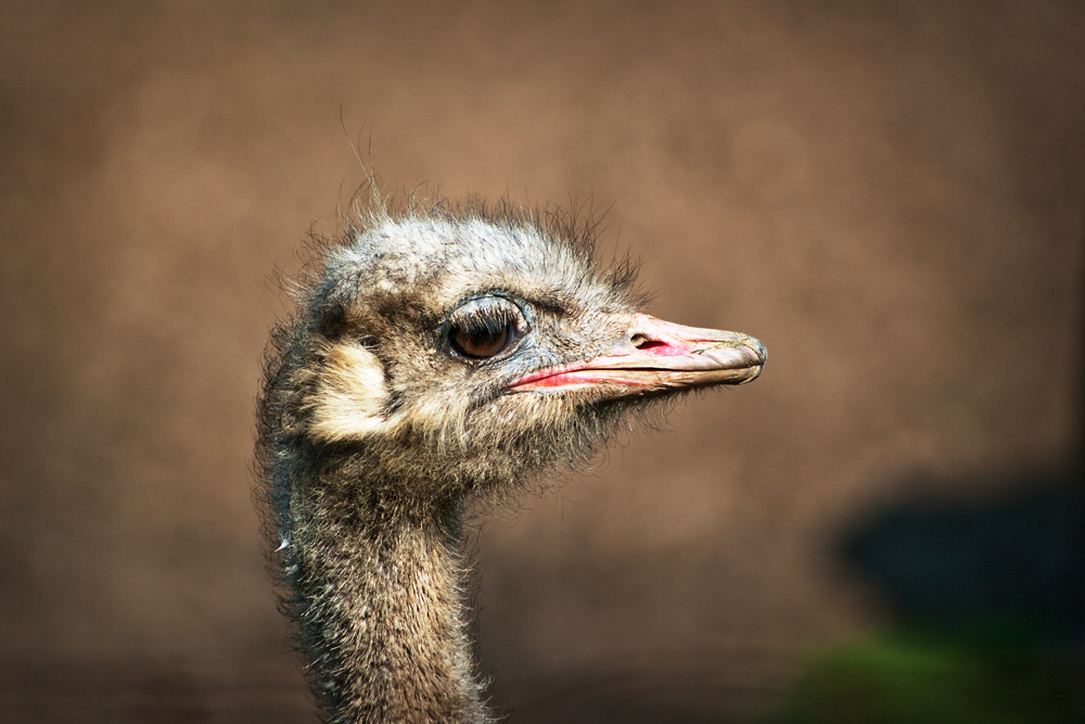 Portrait of an Ostrich
