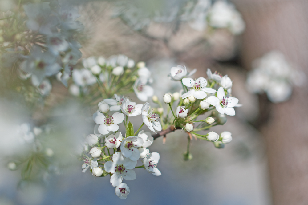 Spring Bokeh