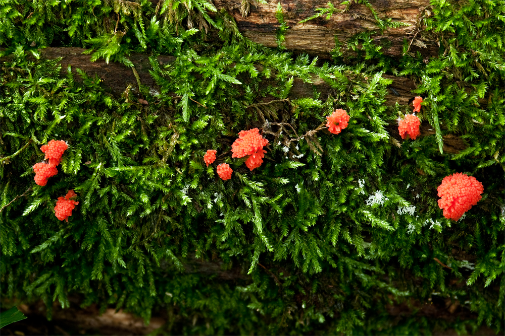 Red Spores
