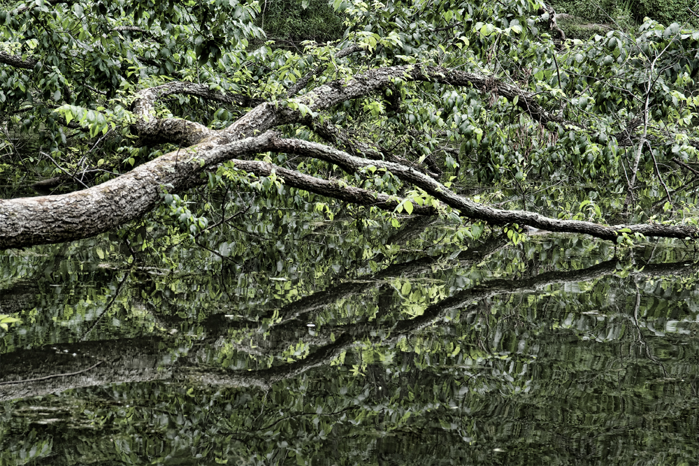Reflected Tree