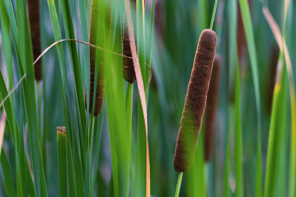 Cattail
