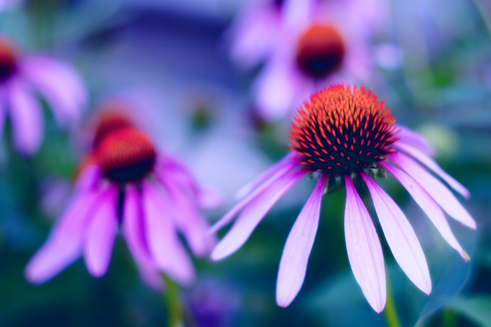 Purple Coneflowers