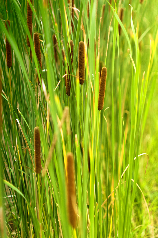 Warm Cattails