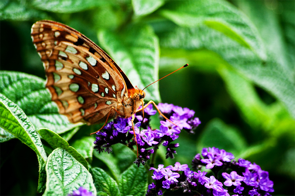 Butterfly on Flowers