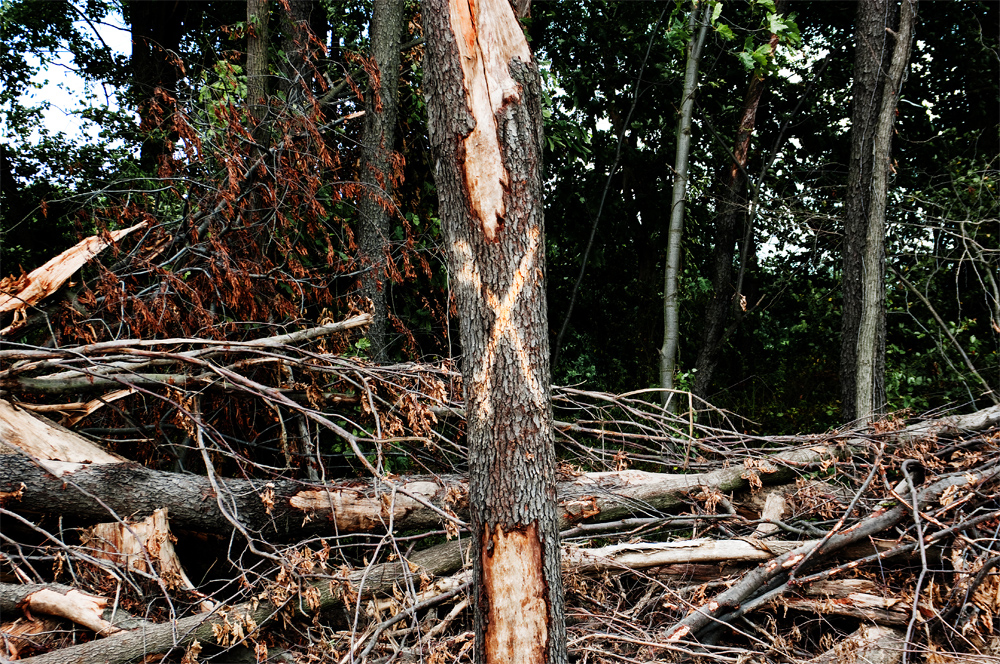 Marked for Destruction