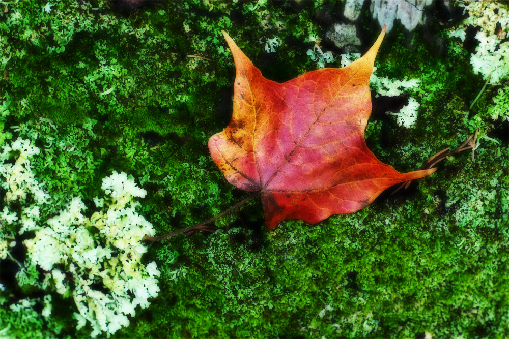 Fallen Leaf