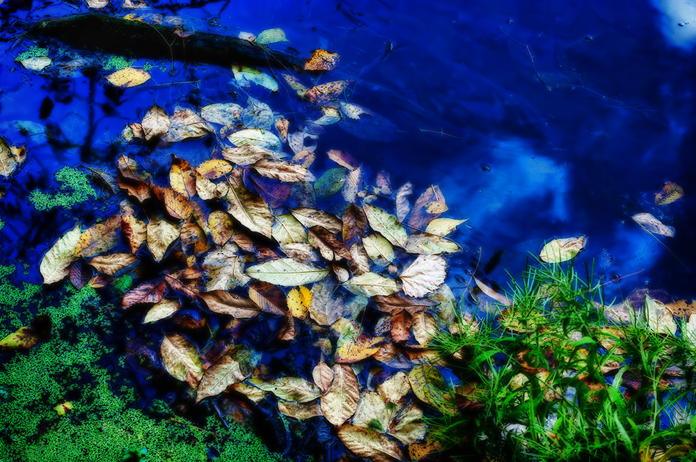 Floating Leaves