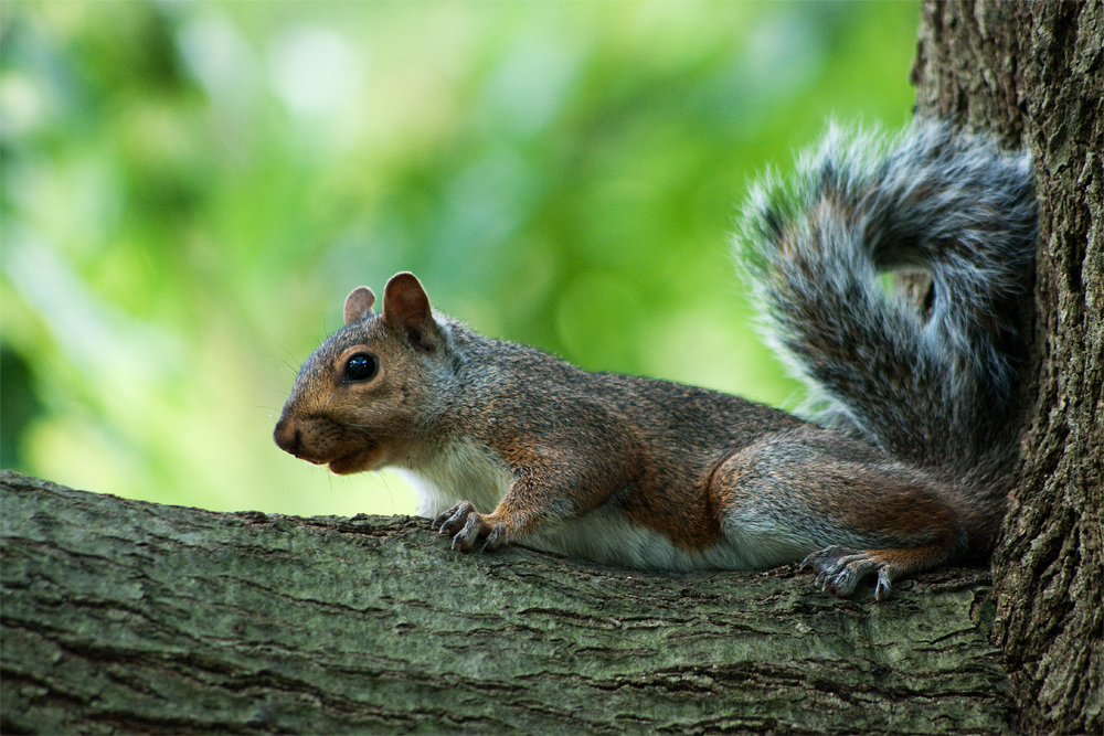 Squirrel on Branch