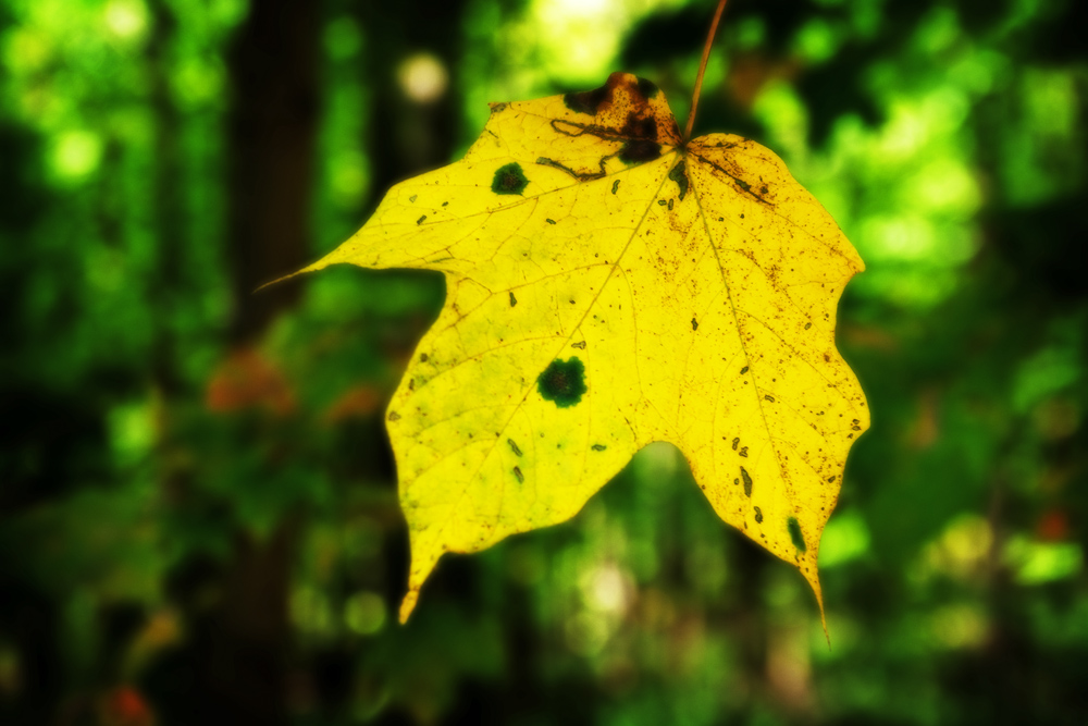 Yellow Leaf