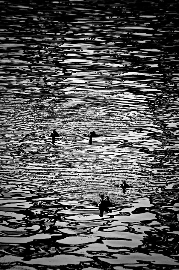 Ducks on the River