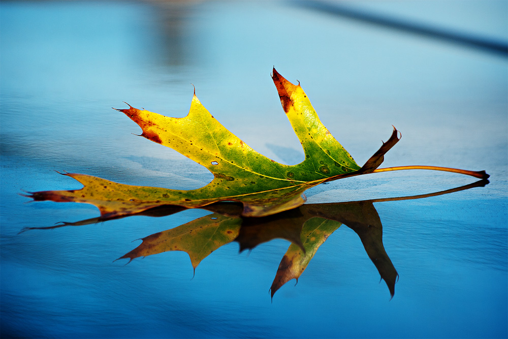 Leaf on Truck