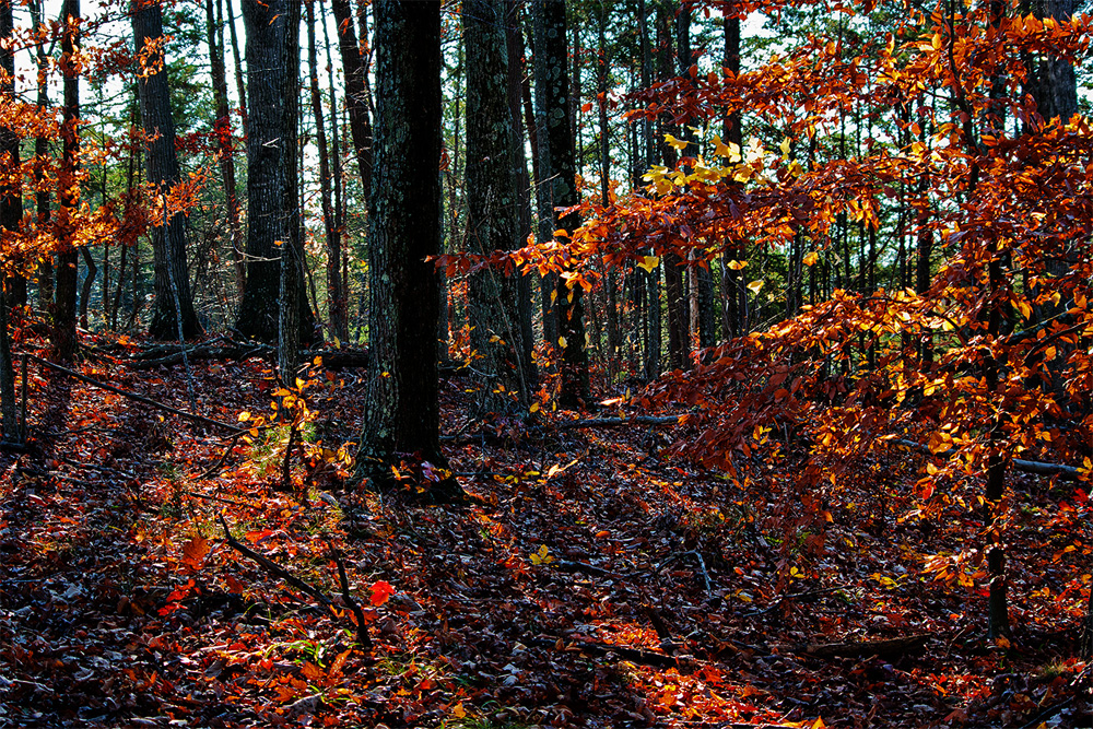 Middle of Autumn No.1