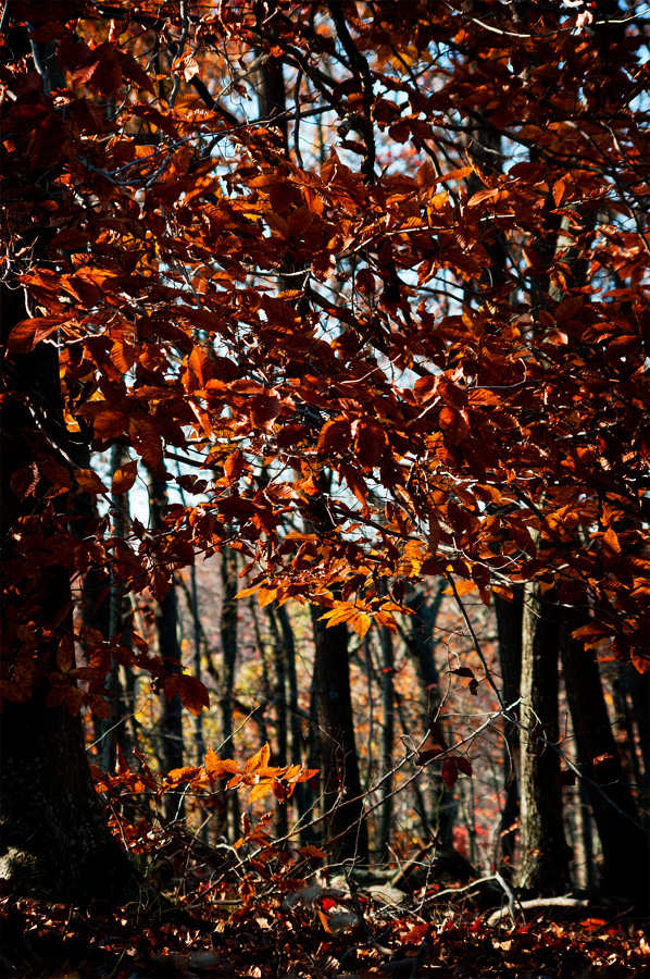 Middle of Autumn No.10