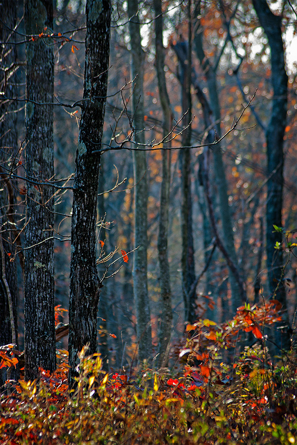 Middle of Autumn No.11