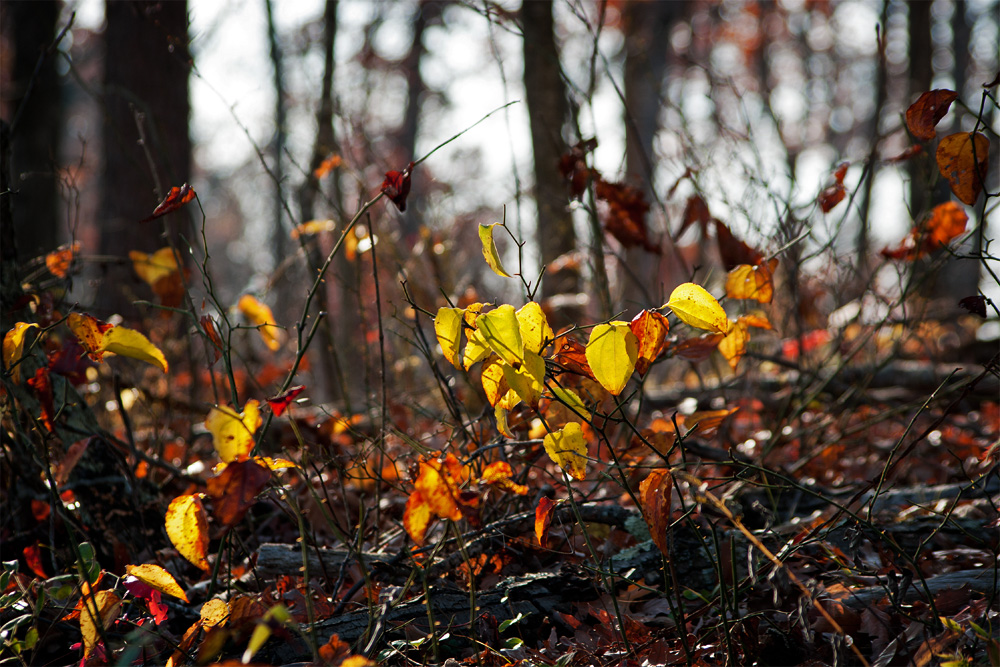 Middle of Autumn No.2