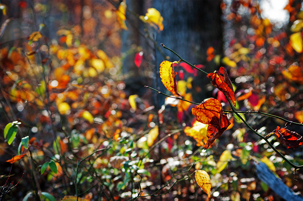 Middle of Autumn No.3