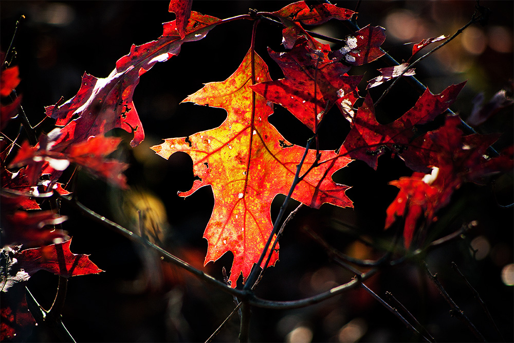 Middle of Autumn No.4