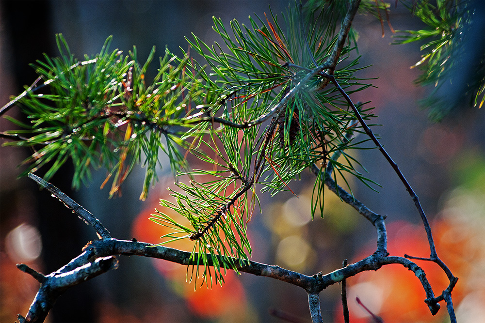 Middle of Autumn No.5