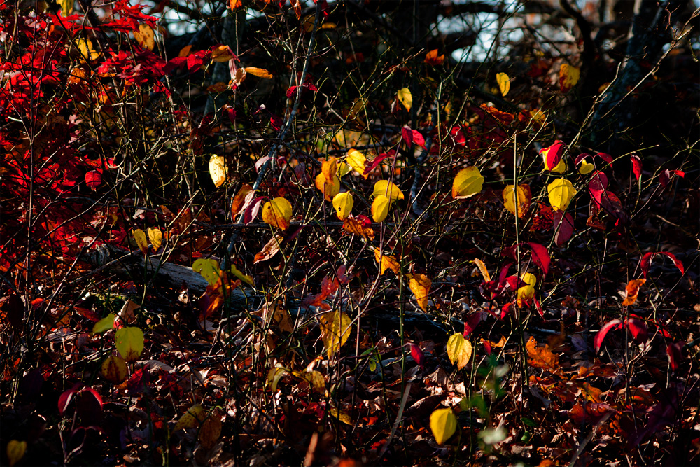 Middle of Autumn No.6