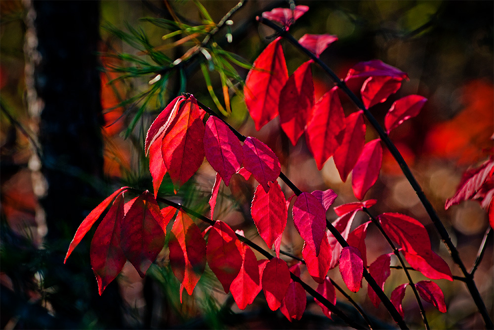 Middle of Autumn No.7