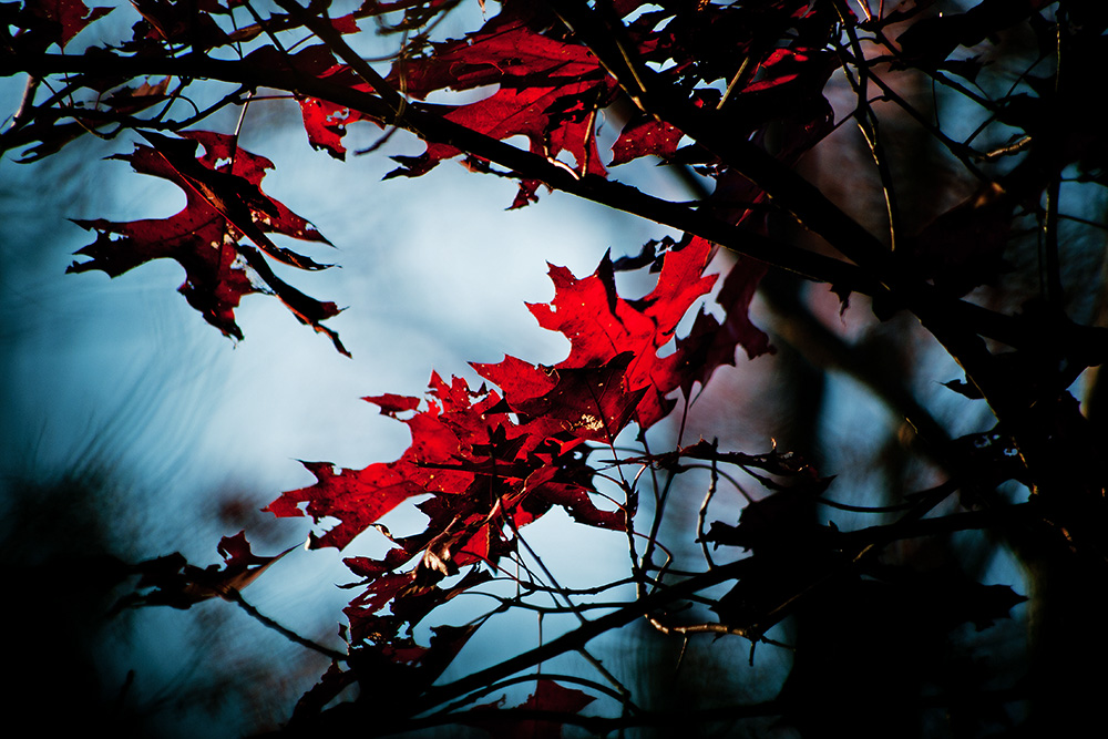 Middle of Autumn No.8