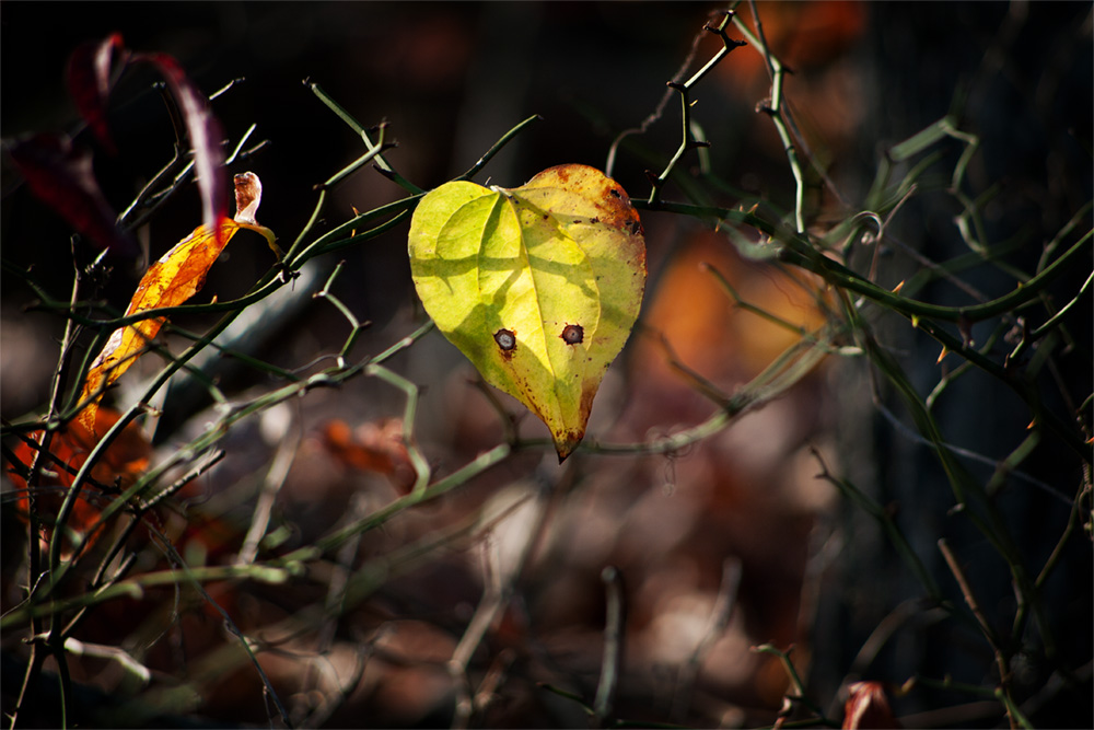 Middle of Autumn No.9