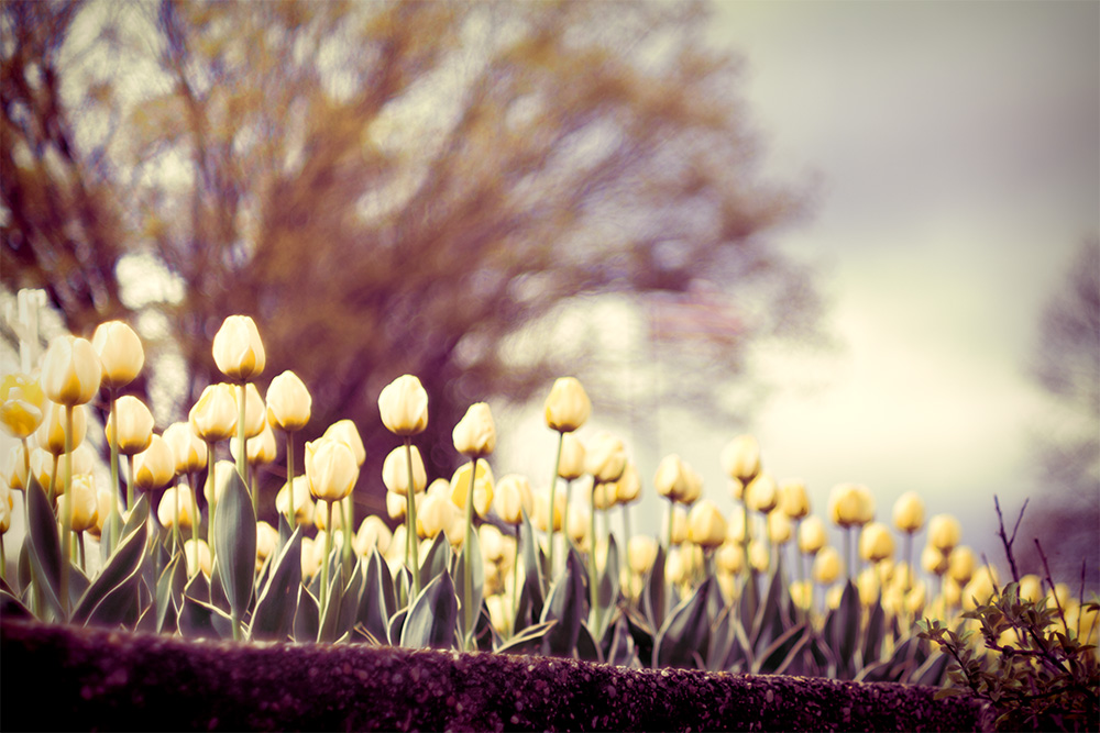 Filtered Flowers No.1