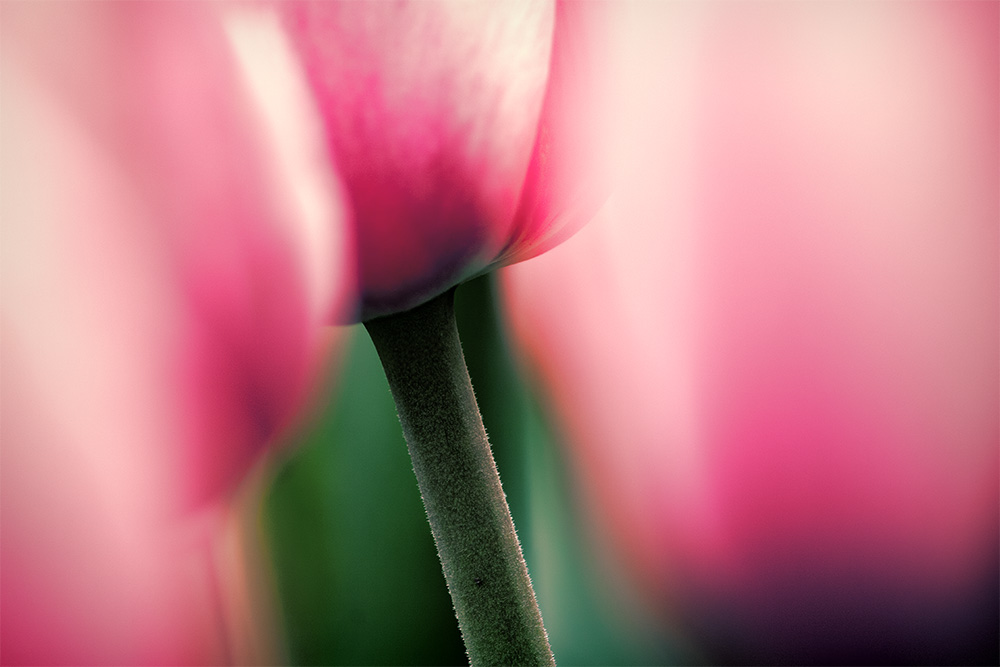 Filtered Flowers No.2