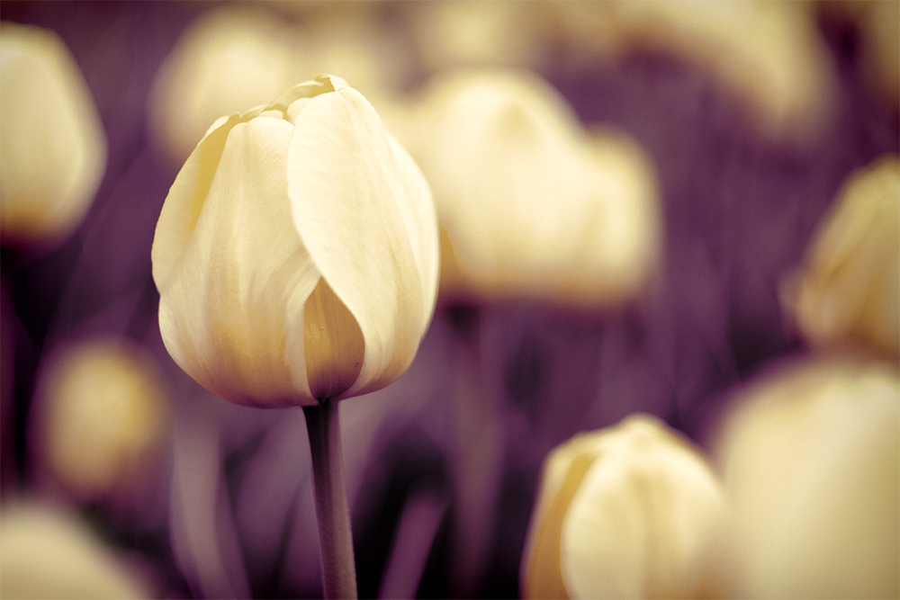 Filtered Flowers No.3