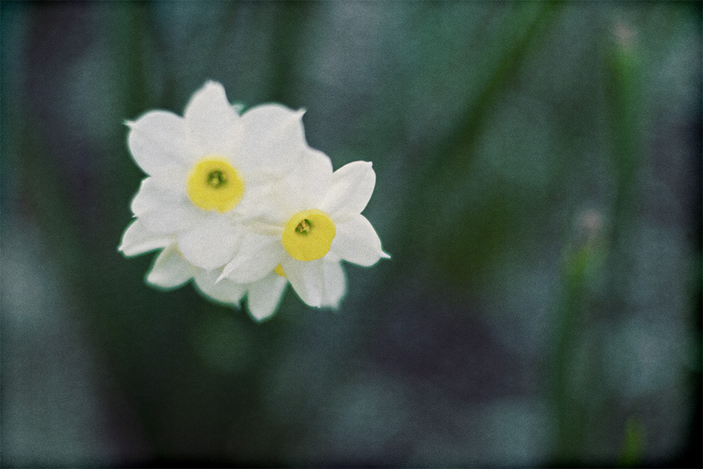 Filtered Flowers No.4