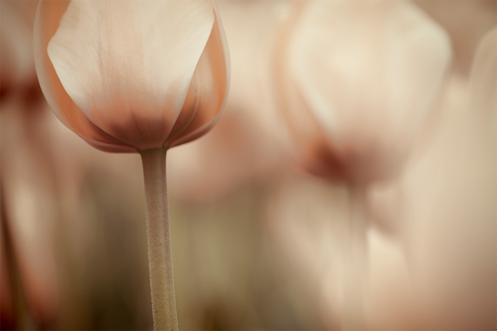 Filtered Flowers No.5