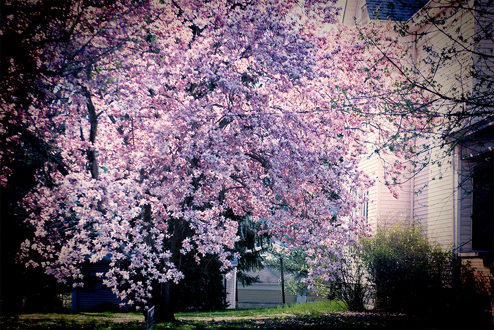 Colorful Tree In Yard