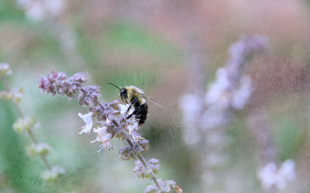 Copyright David Guidas 2013