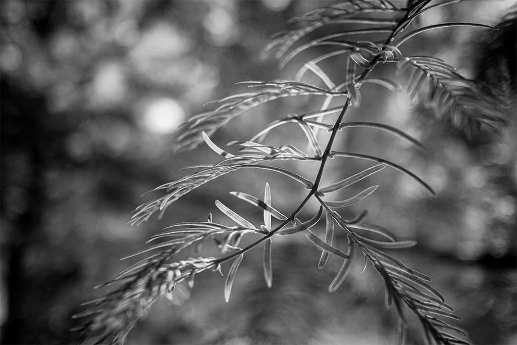 Canon EOS M, 22mm f2 © David Guidas