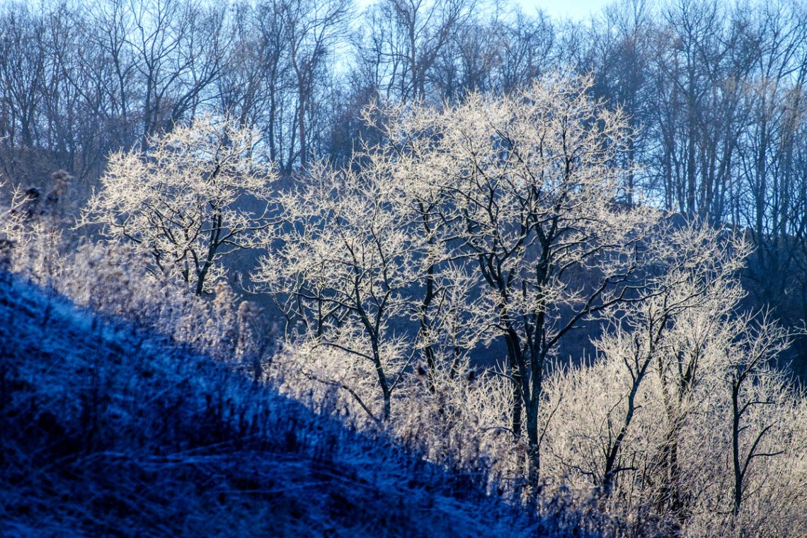 Frosty Trees_sm