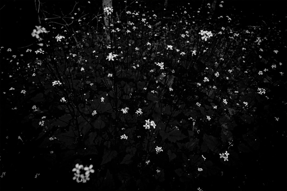 Land of a Thousand Flowers_sm