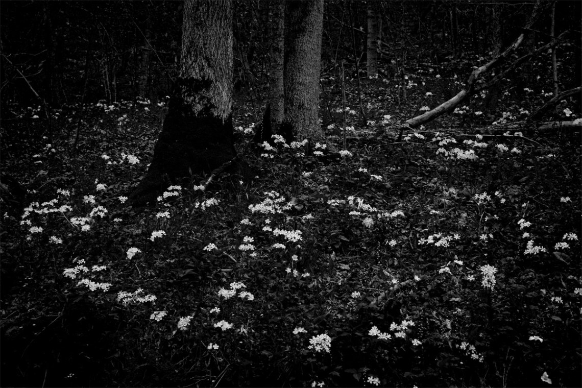 Roadside Flowers 2_sm